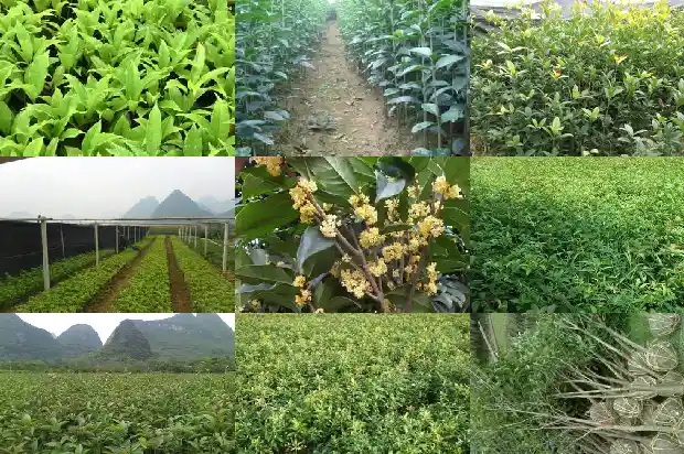 桂花茶叶有什么功效和作用禁忌1682045533538