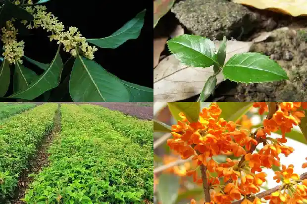 茶叶的功效与作用 桂花茶1682045597096