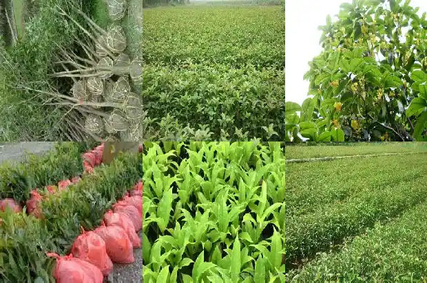 茶叶的功效与作用 桂花茶1682045597191