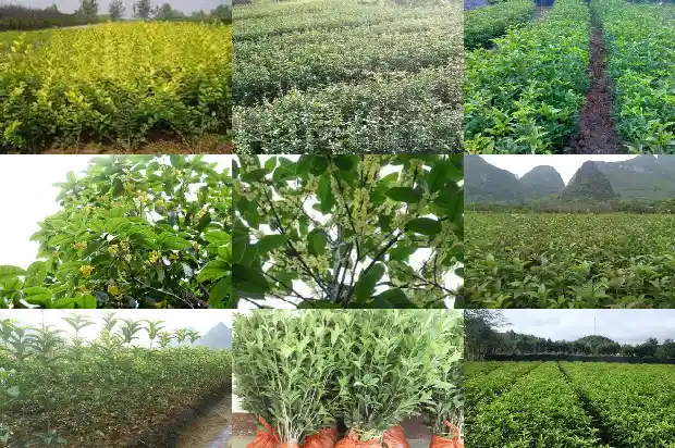 桂花茶叶百合1682045629333