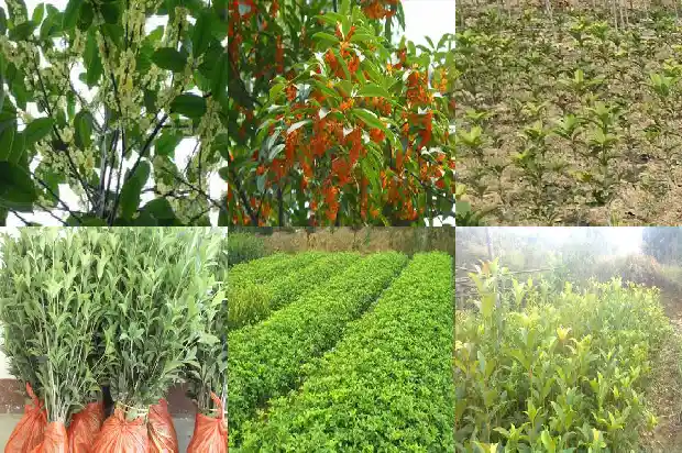 桂花茶的功效与作用?1682045689327
