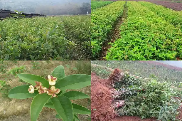桂花和红茶搭配1682045722944