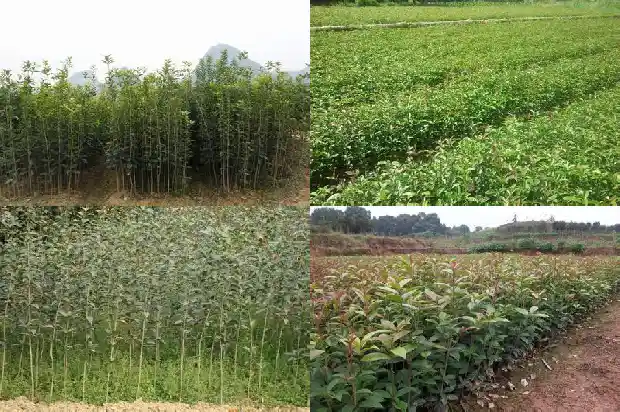 桂花树多少钱一棵1斤价格1690331452381