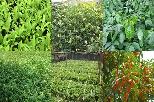 桂花红茶哪个牌子正宗1682045758758