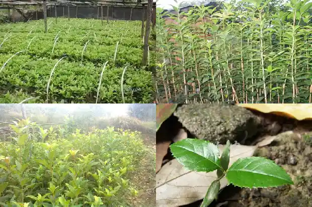 月经桂花茶1682045820505