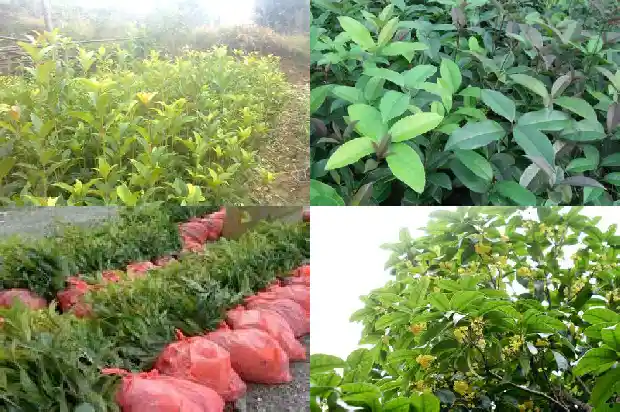 月经桂花茶1682045820598