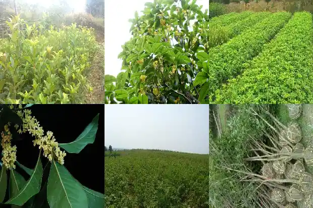 月经桂花茶1682045820645