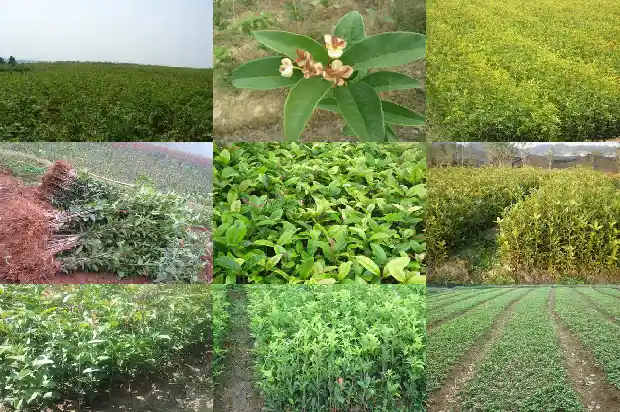 桂花糕热量高吗1682045854351