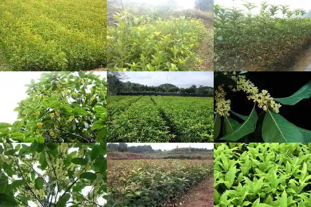 桂花糕热量高吗1682045854398