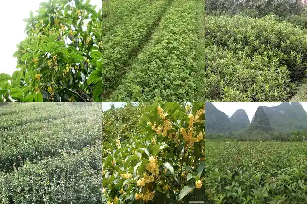桂花糕热量高吗1682045854446