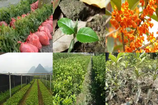 西安桂花糕1682045887995