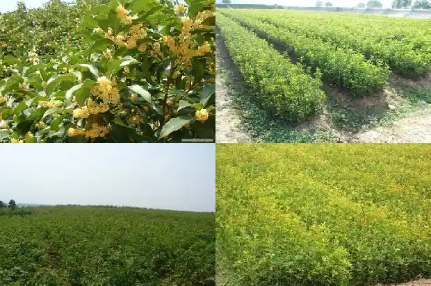 桂花树一般几月份开花1682045918710