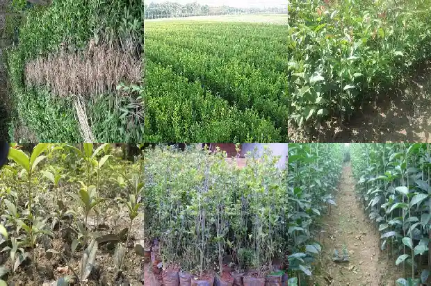 桂花树一般几月份开花1682045918757