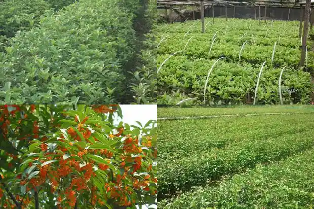 桂花树一般几月份开花1682045918805