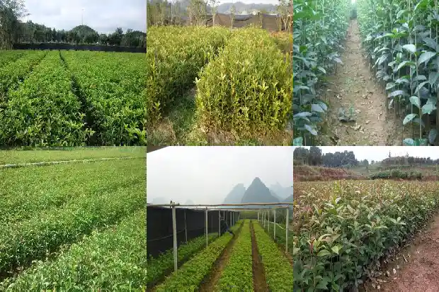 桂花树是哪个季节开花1682045942255