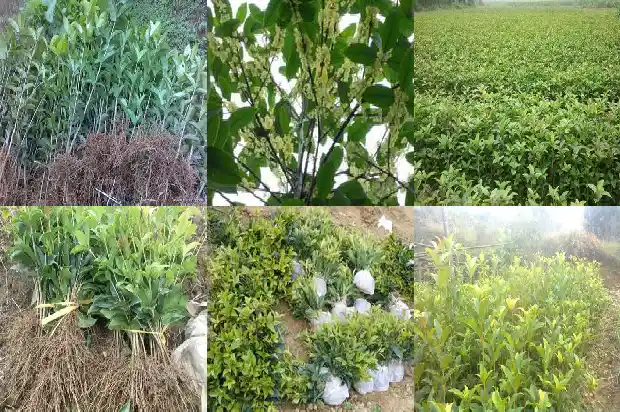桂花树是哪个季节开花1682045942303