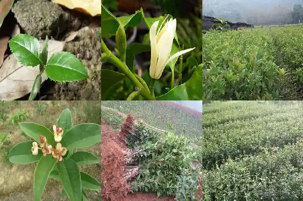 桂花树开在什么季节1682045971714