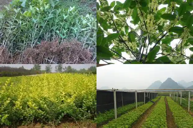 桂花树开在什么季节1682045971762