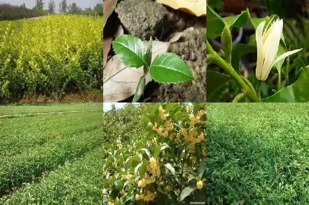 桂花树开在什么季节1682045971810