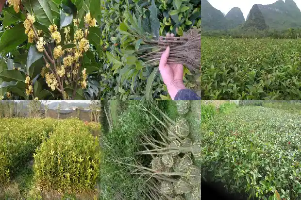 桂花树在哪个季节开花1682045997233