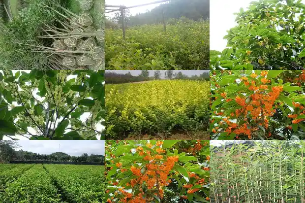 桂花树在哪个季节开花1682045997281