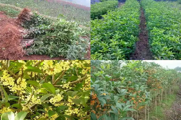 修剪桂花树的最佳时间是几月份?1682046034050