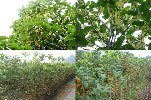 修剪桂花树的最佳时间是几月份?1682046034146