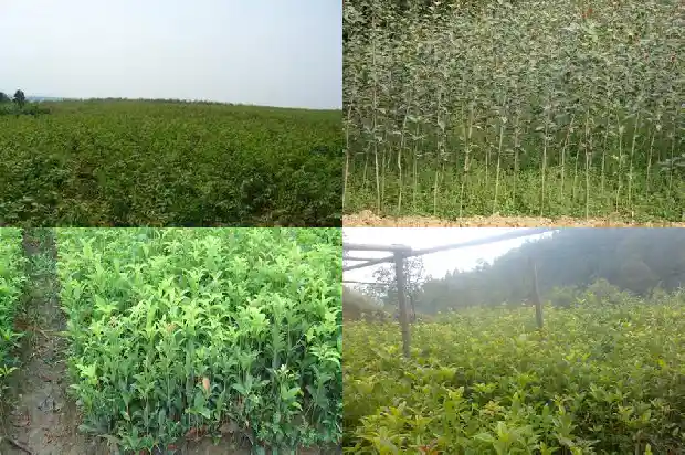 桂花树几月份修剪枝条最好1682046070639