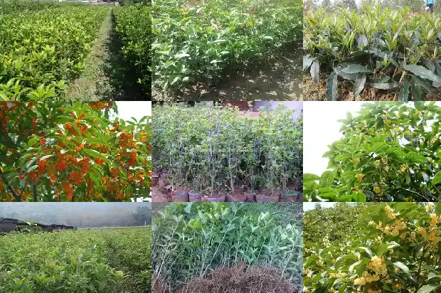 桂花树几月份修剪枝条最好1682046070783