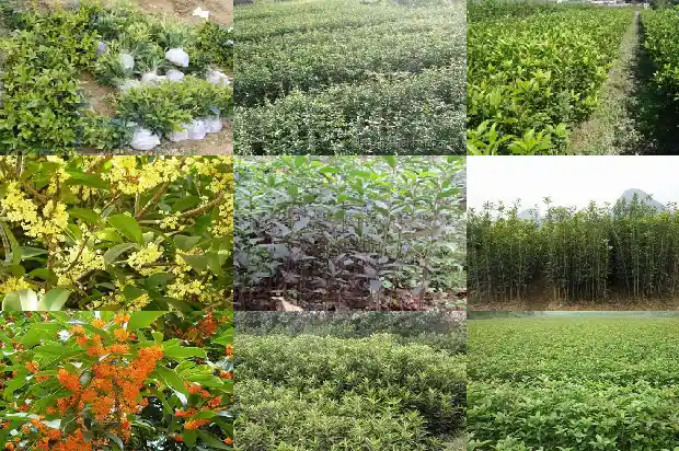 桂花树开花在什么季节最旺盛1682046129363