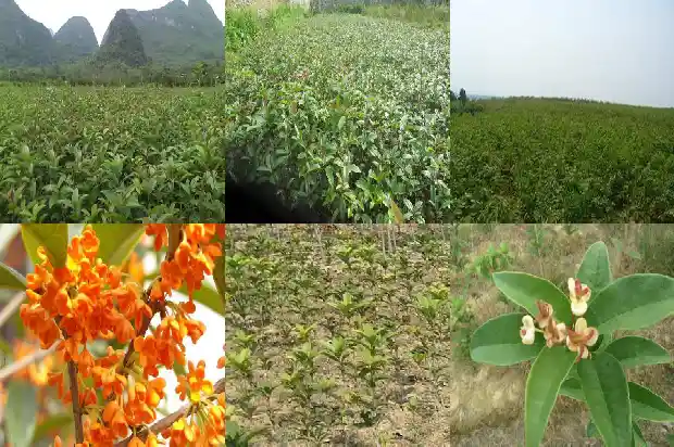桂花树开花在什么季节最旺盛1682046129411