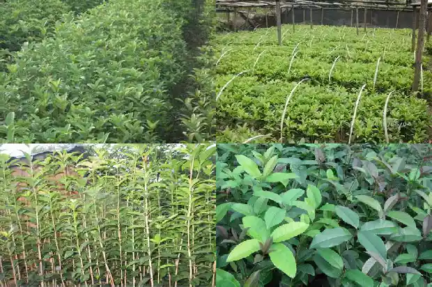 桂花树开花的季节1682046157931