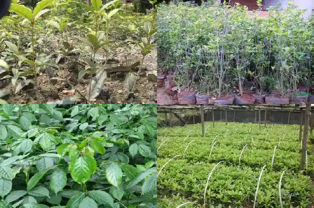 桂花树开花的季节1682046157979