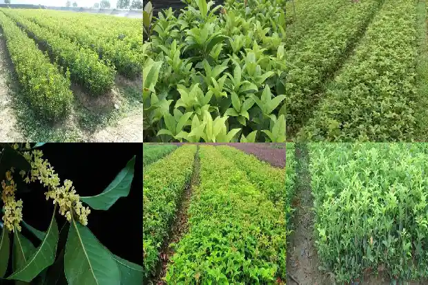 桂花树的开花季节1682046181225