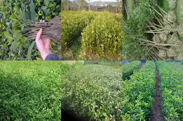 桂花树用什么树桩嫁接好看呢1688343678253