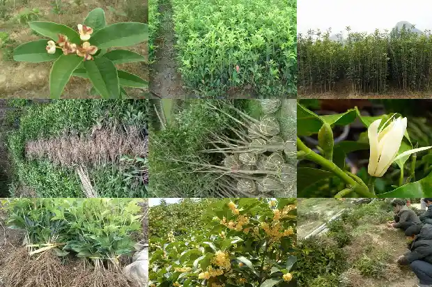 桂花树一般在什么季节开花结果1682046208855