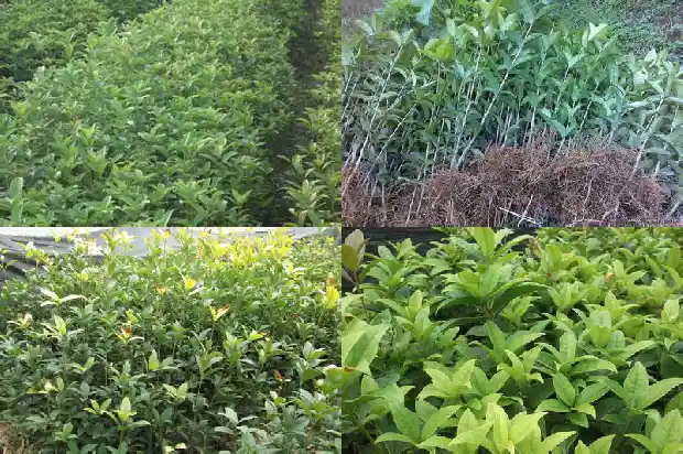 桂花树一般在什么季节开花结果1682046208903