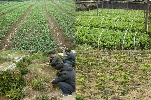 桂花树是什么季节开的1682046236713