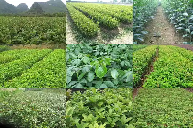 桂花树是什么季节开的1682046236761