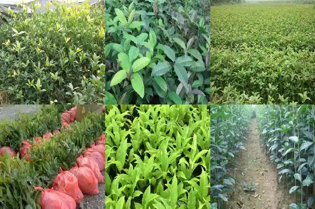 桂花树是什么季节开的1682046236809