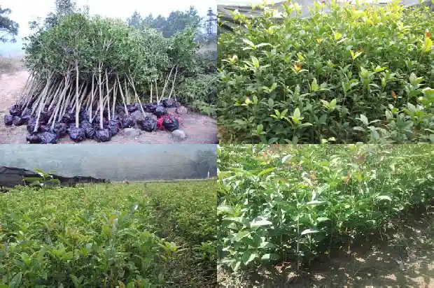 桂花树在几月开花1682046268643