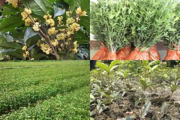 桂花树哪个季节开花?1682046296677