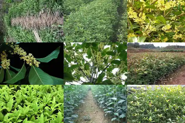 桂花树哪个季节开花?1682046296725