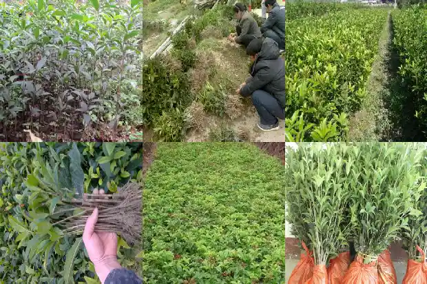 桂花树是什么季节开花呢1682046327227