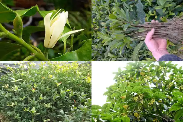 桂花树是什么季节开花呢1682046327274