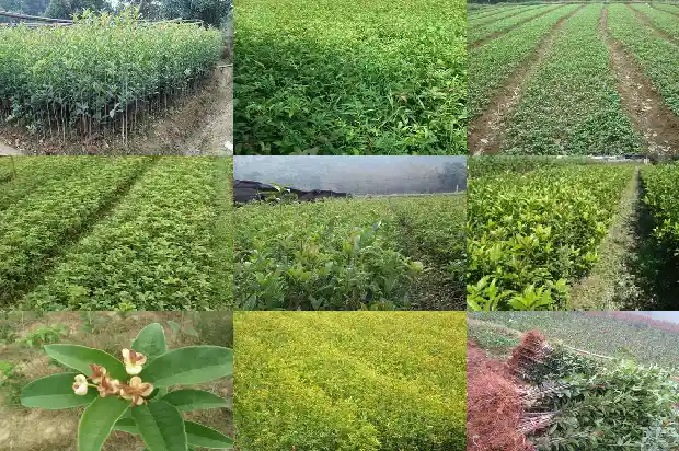 桂花树是几月份开花1682046352652