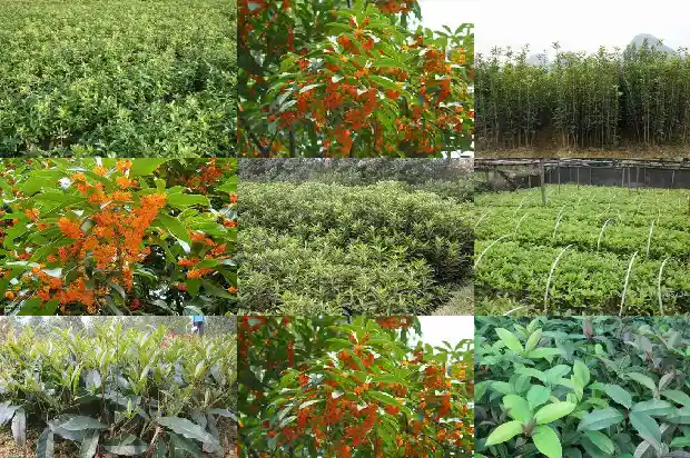 桂花树一般在什么季节开放1682046376324
