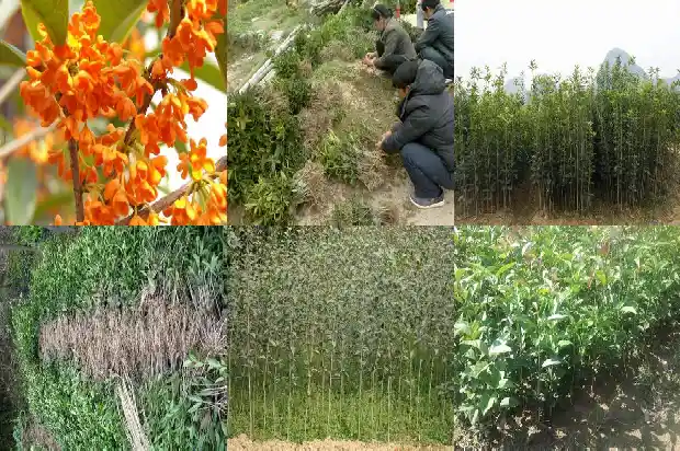 桂花树一般在什么时候开1682046406478