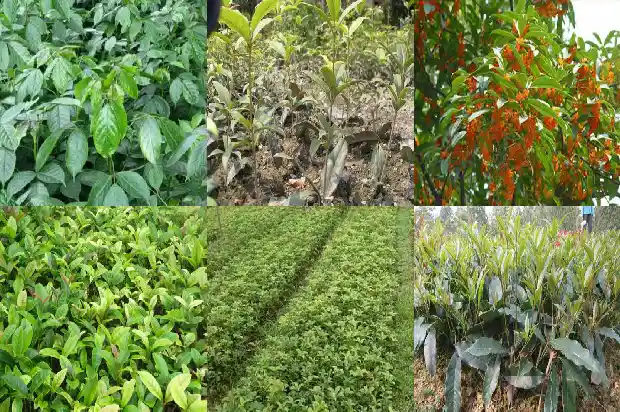 桂花树在几月份开花结果1682046439259