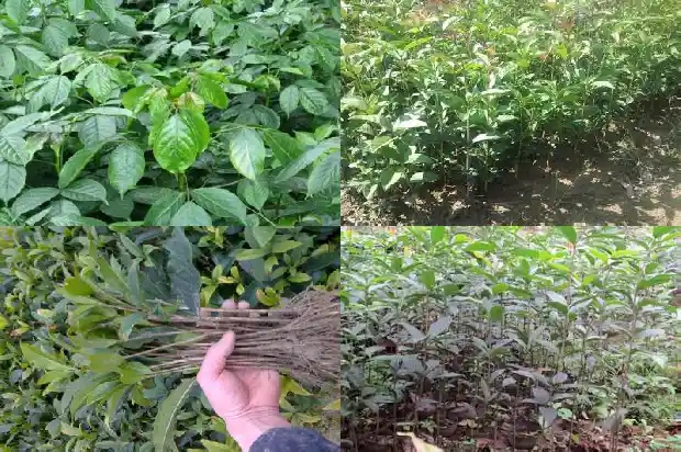 桂花树在几月份开花结果1682046439307